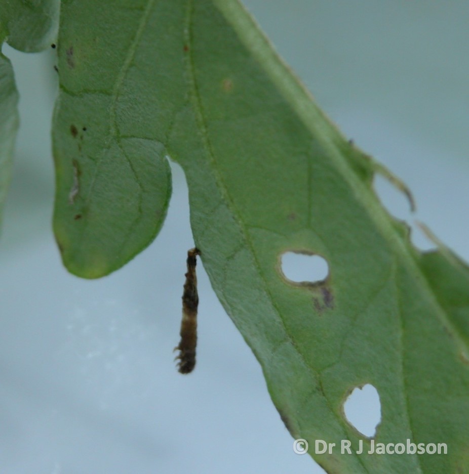 Using Bacillus thuringiensis to help control Tuta absoluta. Copyright of Dr R J Jacobson (RJC Ltd).